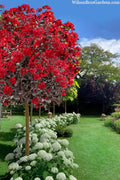  Black Diamond Best Red Crape Myrtle (Single Trunk Tree) - 7 Gallon Pot
