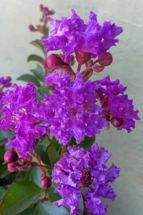  Catawba Purple Crape Myrtle - 3 Gallon Pot