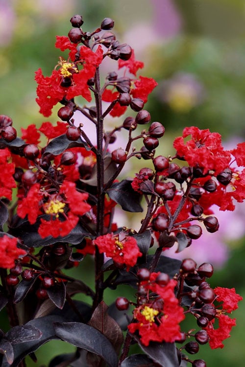  Center Stage Red Black Leaf Crape Myrtle -2 Gallon Pot