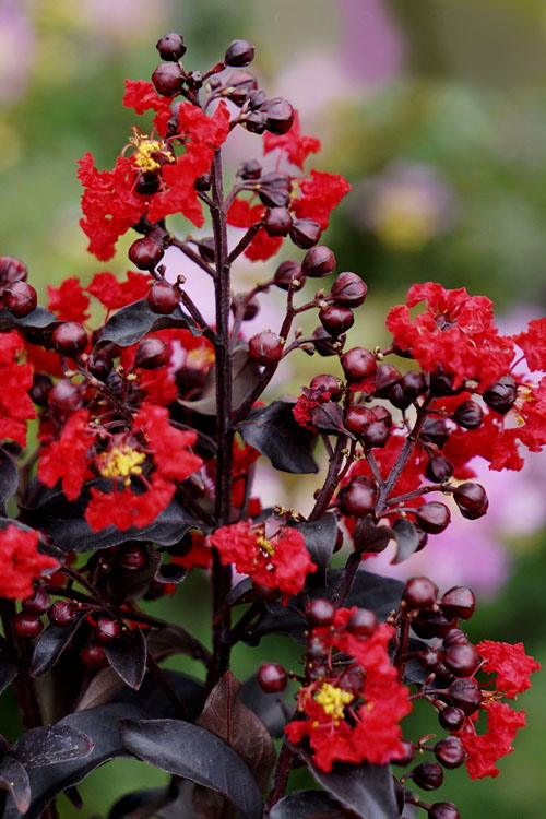  Center Stage Red Black Leaf Crape Myrtle - 3 Gallon Pot