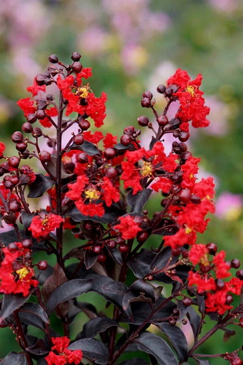  Center Stage Red Black Leaf Crape Myrtle -2 Gallon Pot