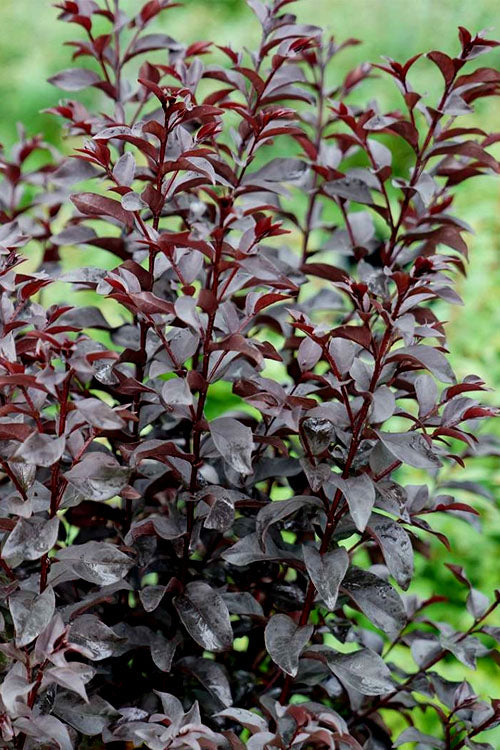 Center Stage Red Black Leaf Crape Myrtle - 3 Gallon Pot