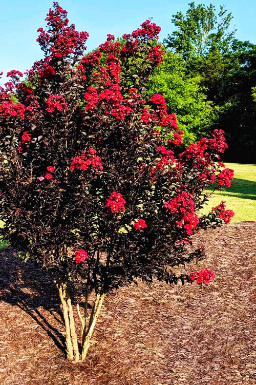 Center Stage Red Black Leaf Crape Myrtle - 3 Gallon Pot