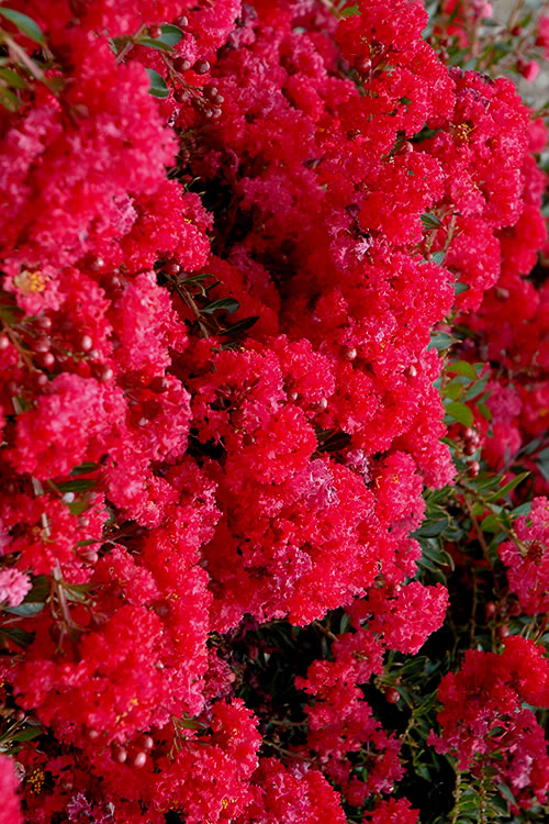  Cherry Dazzle Dwarf Crape Myrtle - 1 Gallon Pot