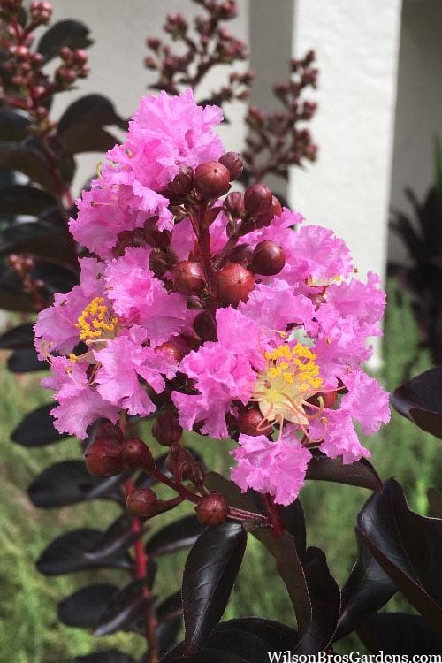  Delta Jazz Crape Myrtle - Single Trunk Topiary Tree - 5 Gallon Pot