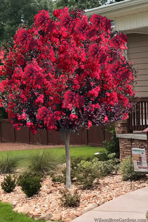  Double Dynamite Crape Myrtle Tree (Single Trunk Tree) - 7 Gallon Pot (4-5')