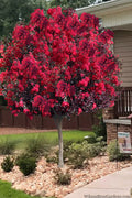  Double Dynamite Crape Myrtle Tree (Single Trunk Tree) - 7 Gallon Pot (4-5')
