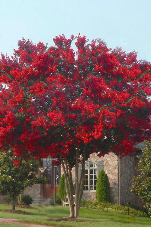  Dynamite Red Crape Myrtle Tree (Single Trunk) - 7 Gallon Pot (5.5-6.5')