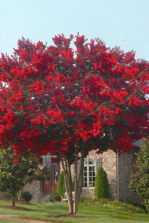  Dynamite Red Crape Myrtle - 6 Pack Of 1 Gallon Pots