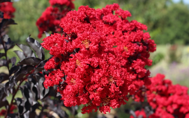  Ebony Flame Crape Myrtle - 7 Gallon Pot (4-5')