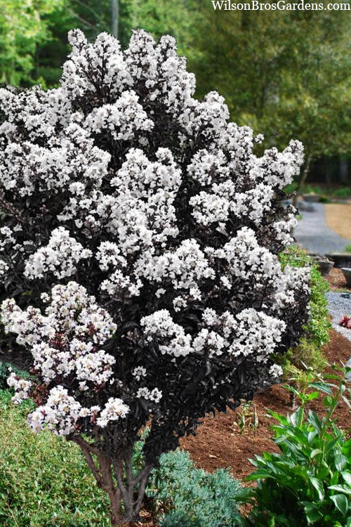  Lunar Magic Crape Myrtle Tree - 1 Gallon Pot
