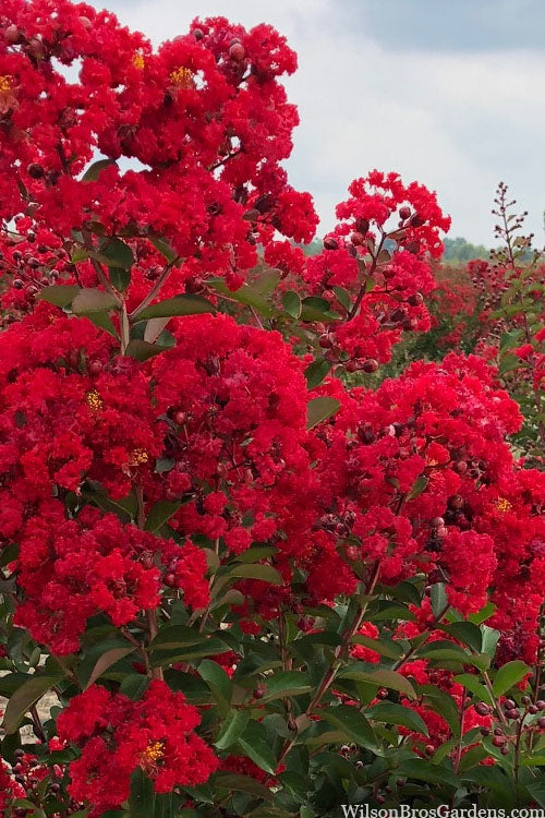  Miss Frances Red Crape Myrtle - 7 Gallon Pot (6-7')