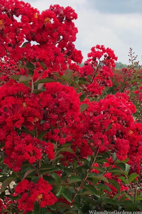  Miss Frances Red Crape Myrtle (Single Trunk Topiary Tree) - 7 Gallon Pot (5-6')