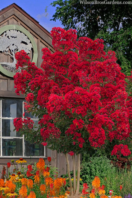  Miss Frances Red Crape Myrtle - 7 Gallon Pot (6-7')