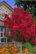  Miss Frances Red Crape Myrtle - 7 Gallon Pot (5-6')