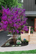  Miss Sandra Purple Crape Myrtle - 6 Pack Of 1 Gallon Pots