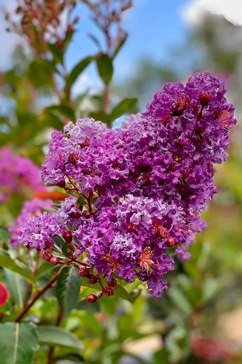  Miss Sandra Purple Crape Myrtle - 1 Gallon Pot