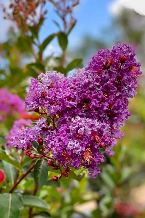 Miss Sandra Purple Crape Myrtle - 6 Pack Of 1 Gallon Pots