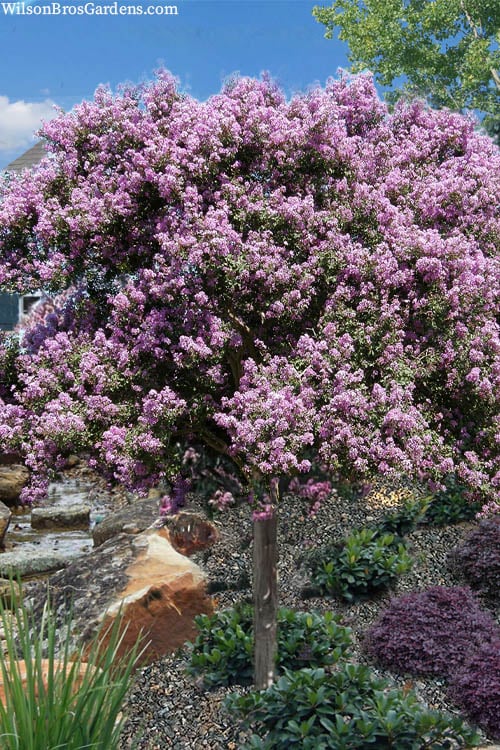  Muskogee Lavender Crape Myrtle Tree (Single Trunk) - 5 Gallon Pot