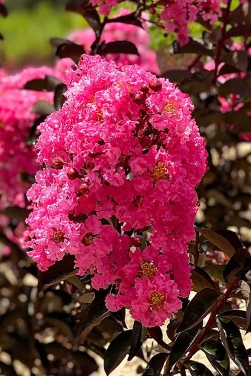  Twilight Magic Crape Myrtle Tree (Single Trunk) - 5 Gallon Pot 