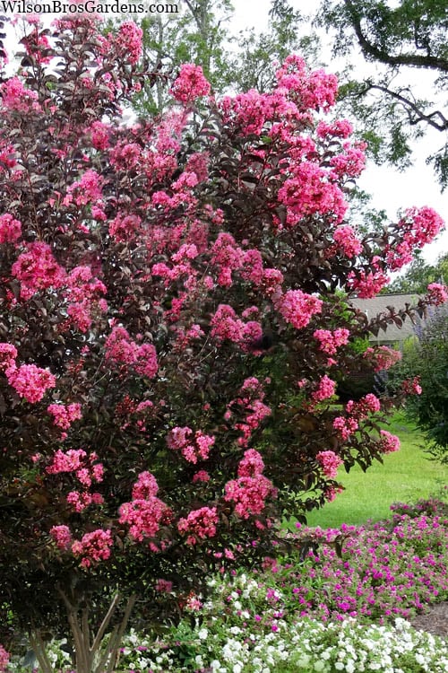  Twilight Magic Crape Myrtle - 3 Gallon Pot