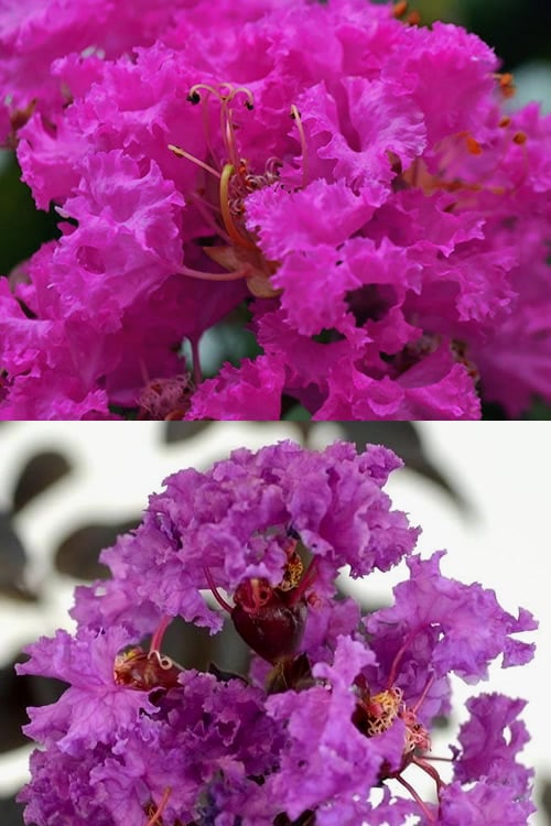  Twilight Purple Crape Myrtle - 1 Gallon Pot