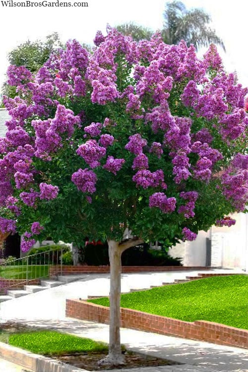  Twilight Purple Crape Myrtle (Single Trunk Tree) - 3 Gallon Pot