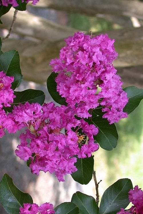  Zuni Purple Crape Myrtle - 1 Gallon Pot