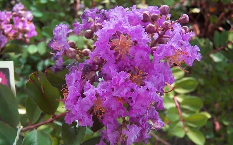  Early Bird Purple Crape Myrtle - 2 Gallon Pot