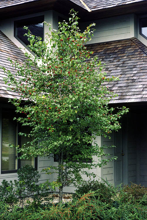  Washington Hawthorn (Crataegus Phaenopyrum) - 3 Gallon Pot