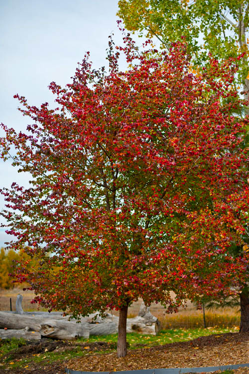  Washington Hawthorn (Crataegus Phaenopyrum) - 3 Gallon Pot