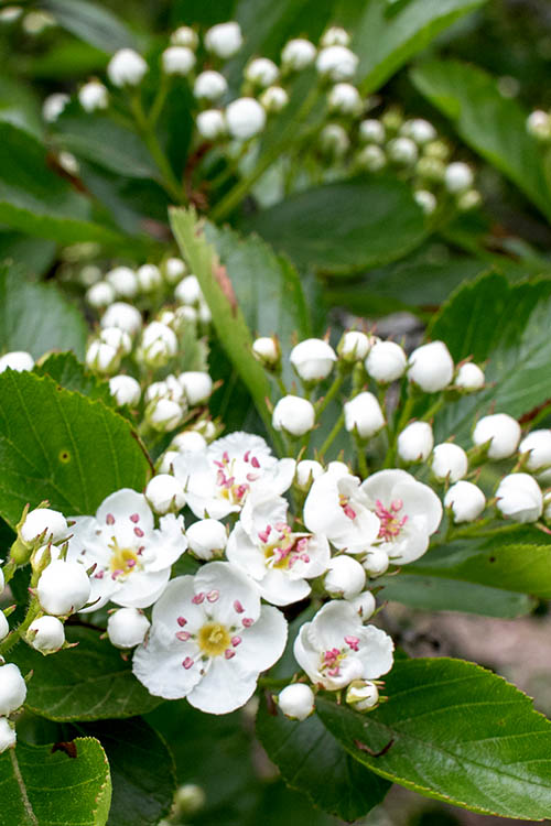  Washington Hawthorn (Crataegus Phaenopyrum) - 3 Gallon Pot