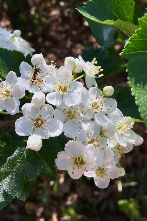  Washington Hawthorn (Crataegus Phaenopyrum) - 3 Gallon Pot