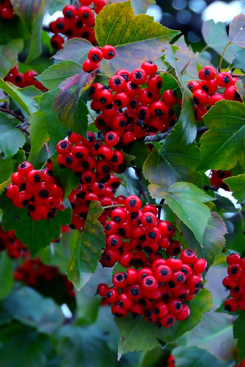  Washington Hawthorn (Crataegus Phaenopyrum) - 3 Gallon Pot