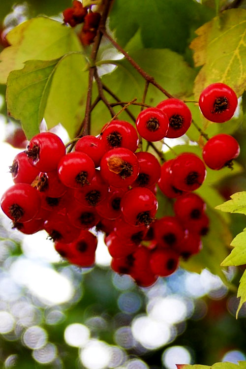  Washington Hawthorn (Crataegus Phaenopyrum) - 3 Gallon Pot
