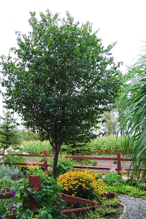  Washington Hawthorn (Crataegus Phaenopyrum) - 3 Gallon Pot