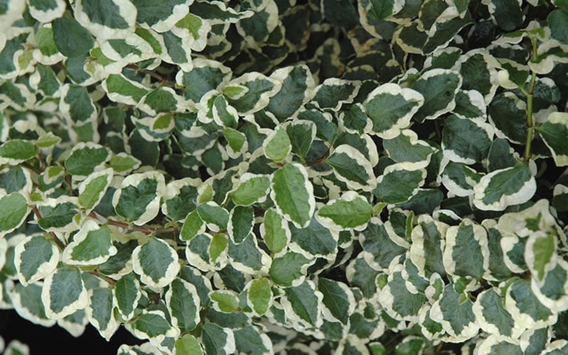  Variegated Creeping Fig (Ficus Pumila 'Variegata') - 10 Pack Of 4" Pint Pots