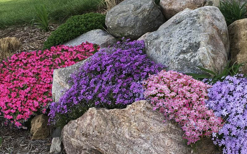  Scarlet Flame Creeping Phlox - 5 Pack Of Pint Pots