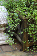  Creeping Wire Vine (Muehlenbeckia Axillaris) - 10 Pack Of Pint Pots