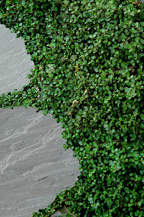  Little Leaf Creeping Wire Vine (Muehlenbeckia Axillaris 'Nana') - 10 Pack Of 4" Pots