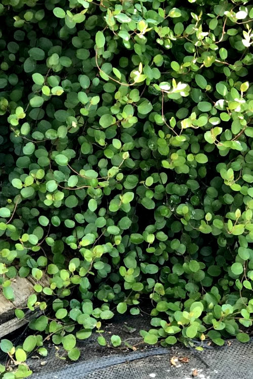  Creeping Wire Vine (Muehlenbeckia Axillaris) - 10 Pack Of Pint Pots