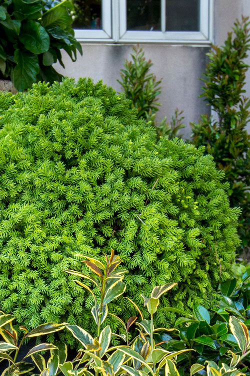  Dragon Prince Cryptomeria - 1 Gallon Pot