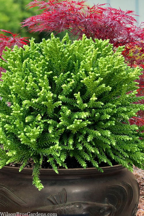  Dragon Prince Cryptomeria - 1 Gallon Pot