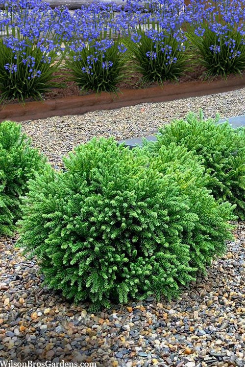  Dragon Prince Cryptomeria - 3 Gallon Pot 