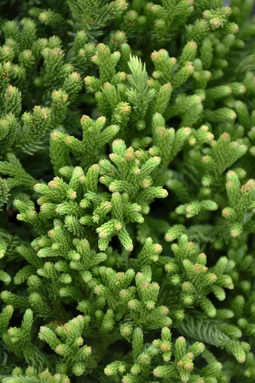  Dragon Warrior Cryptomeria - 3 Gallon Pot