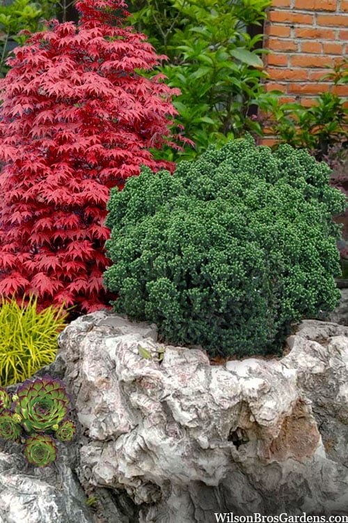  Dragon Warrior Cryptomeria - 3 Gallon Pot