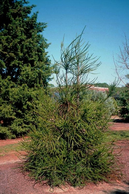  Snake Branch Japanese Cedar - Cryptomeria Japonica 'Araucarioides' - 3 Gallon Pot