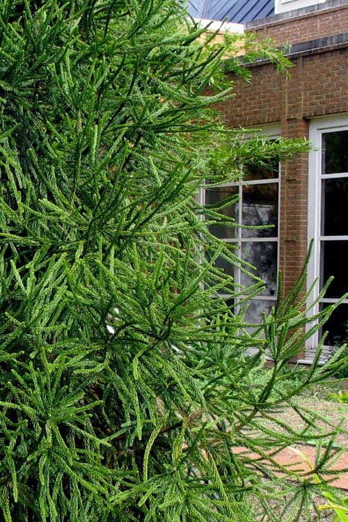 Snake Branch Japanese Cedar - Cryptomeria Japonica 'Araucarioides' - 3 Gallon Pot