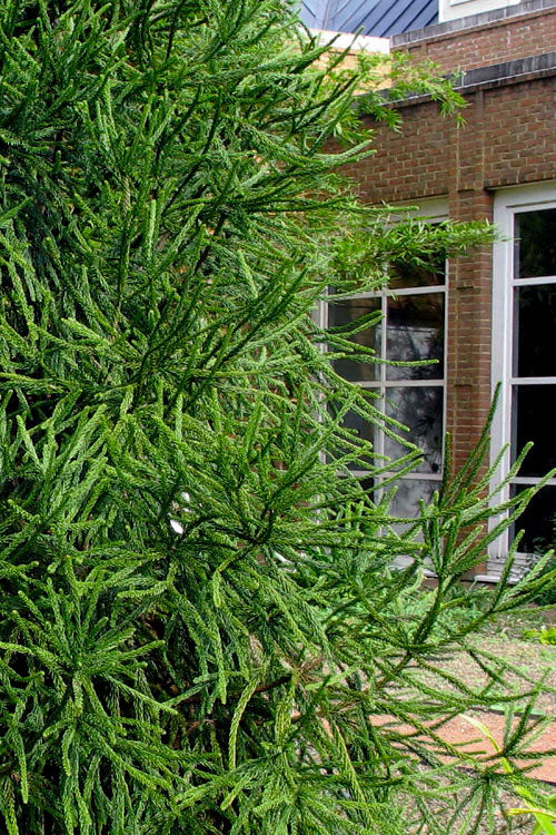  Snake Branch Japanese Cedar - Cryptomeria Japonica 'Araucarioides' - 3 Gallon Pot