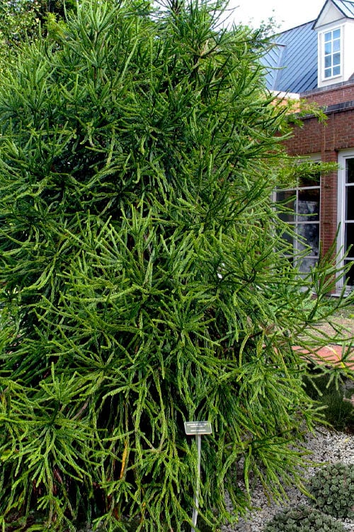  Snake Branch Japanese Cedar - Cryptomeria Japonica 'Araucarioides' - 3 Gallon Pot